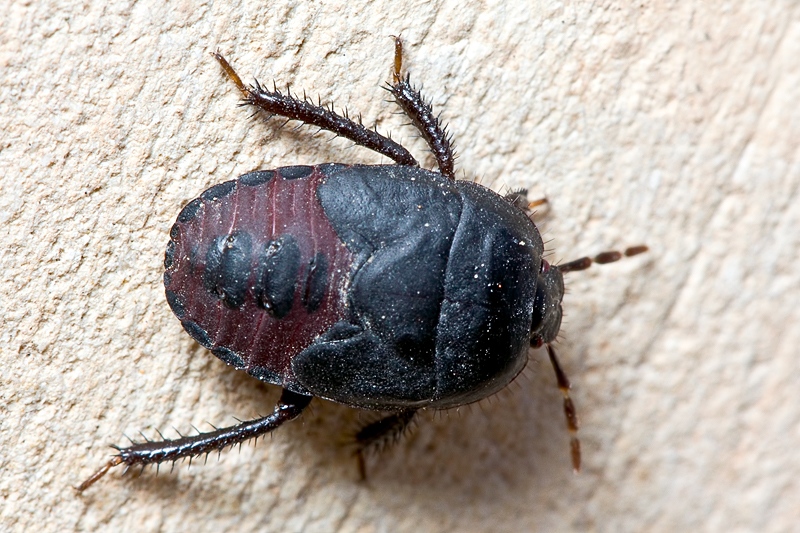 Da identificare: ninfa di Cidnidae